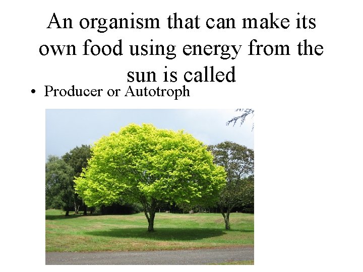 An organism that can make its own food using energy from the sun is