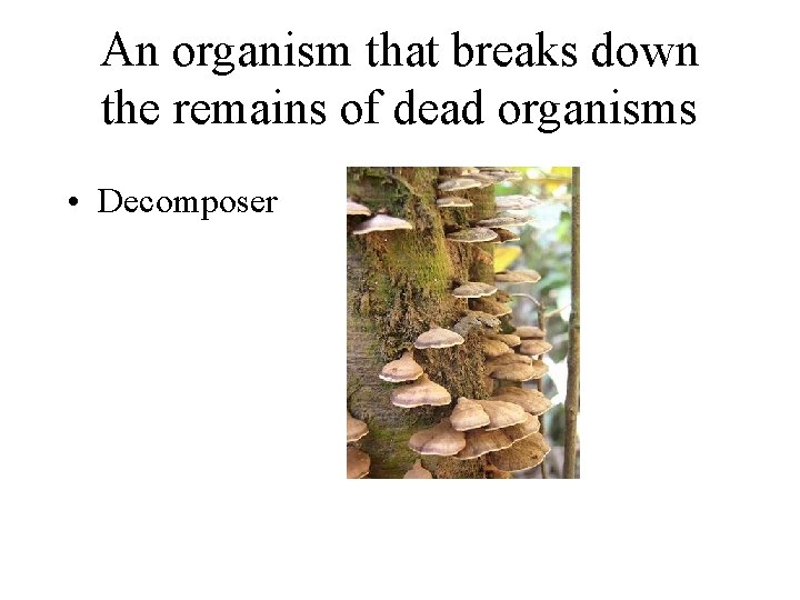 An organism that breaks down the remains of dead organisms • Decomposer 