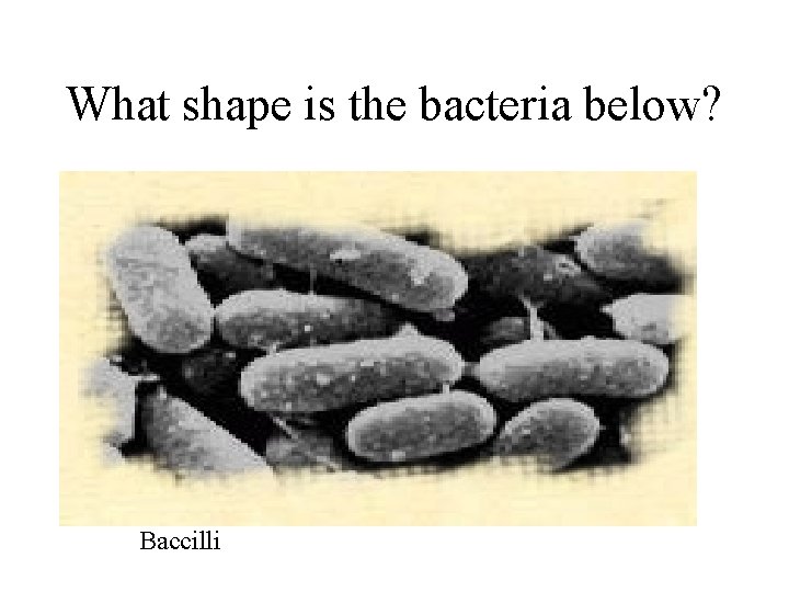 What shape is the bacteria below? Baccilli 