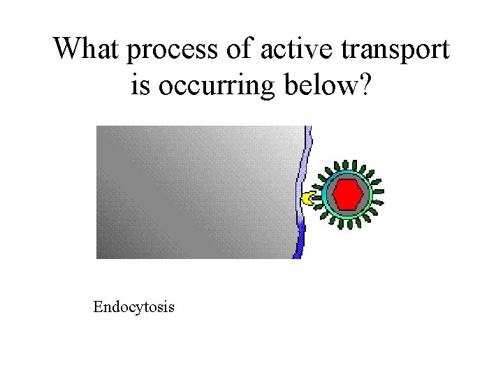 What process of active transport is occurring below? Endocytosis 