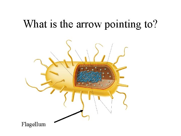 What is the arrow pointing to? Flagellum 