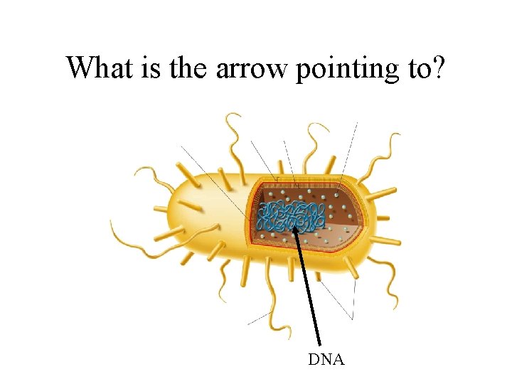 What is the arrow pointing to? DNA 