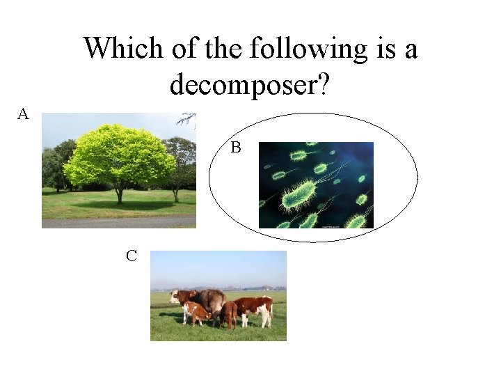 Which of the following is a decomposer? A B C 