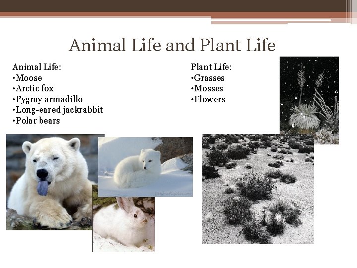 Animal Life and Plant Life Animal Life: • Moose • Arctic fox • Pygmy