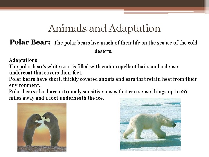 Animals and Adaptation Polar Bear: The polar bears live much of their life on