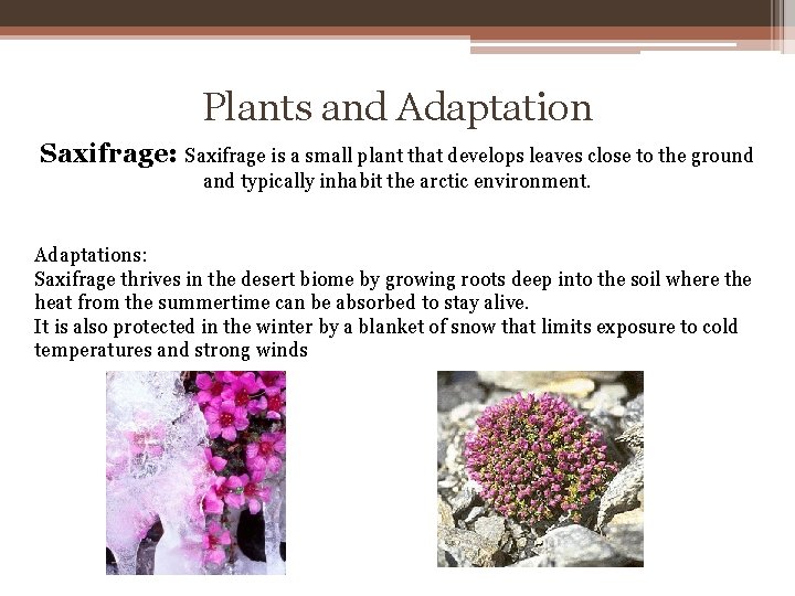Plants and Adaptation Saxifrage: Saxifrage is a small plant that develops leaves close to