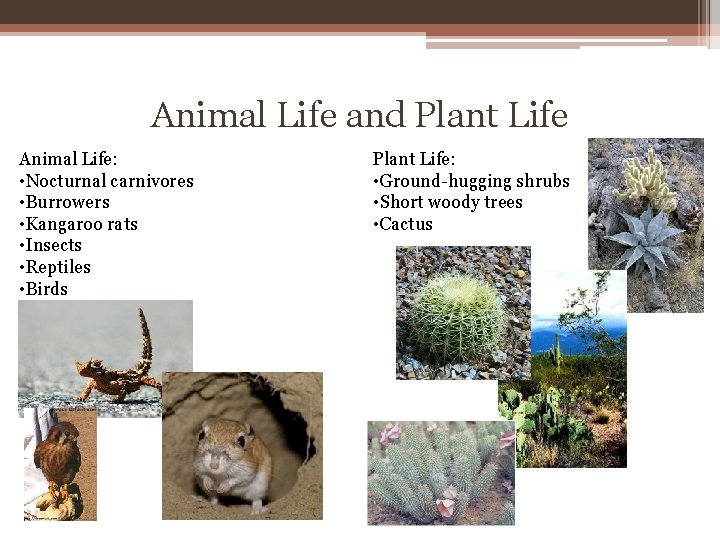 Animal Life and Plant Life Animal Life: • Nocturnal carnivores • Burrowers • Kangaroo