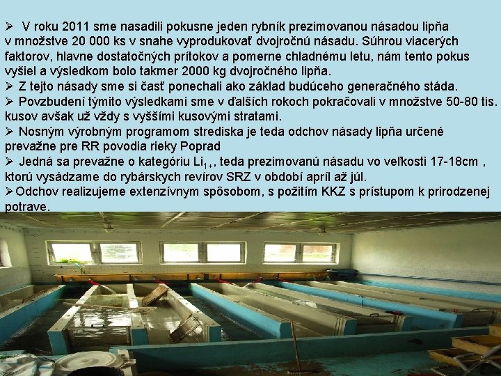 Ø V roku 2011 sme nasadili pokusne jeden rybník prezimovanou násadou lipňa v množstve