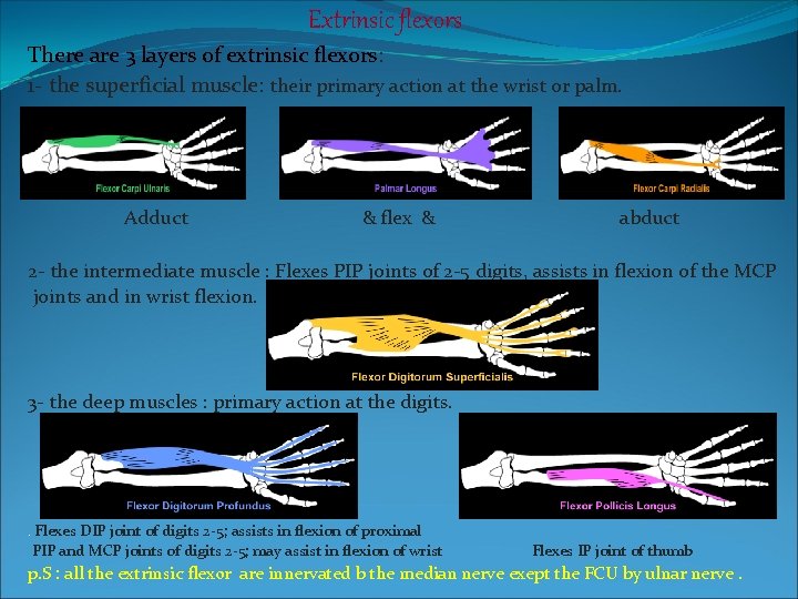 Extrinsic flexors There are 3 layers of extrinsic flexors: 1 - the superficial muscle: