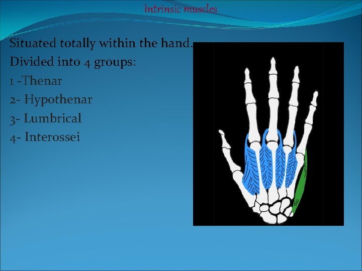 Intrinsic muscles Situated totally within the hand. Divided into 4 groups: 1 -Thenar 2