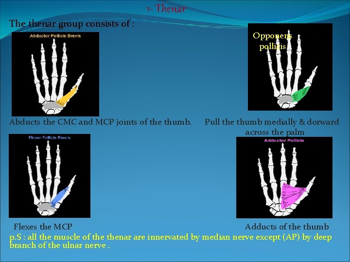1 - Thenar The thenar group consists of : Opponens pollicis . Abducts the