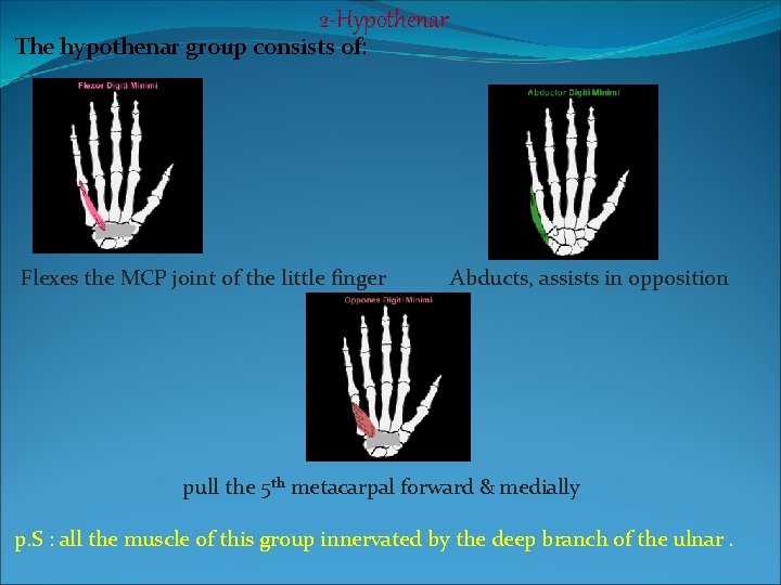 2 -Hypothenar The hypothenar group consists of: Flexes the MCP joint of the little