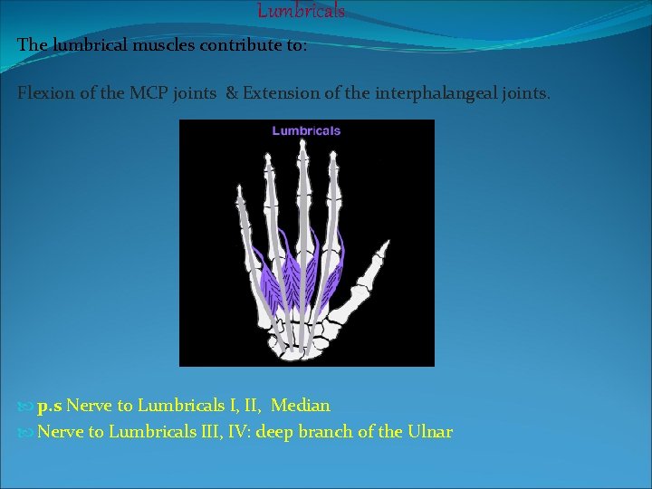 Lumbricals The lumbrical muscles contribute to: Flexion of the MCP joints & Extension of