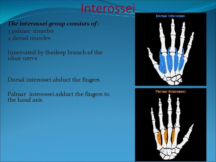 Interossei The interossei group consists of : 3 palmar muscles 4 dorsal muscles Innervated