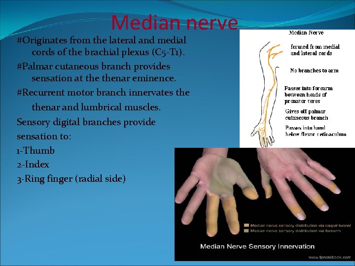 Median nerve #Originates from the lateral and medial cords of the brachial plexus (C