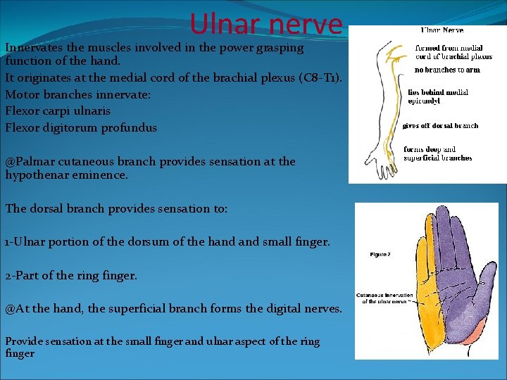 Ulnar nerve Innervates the muscles involved in the power grasping function of the hand.