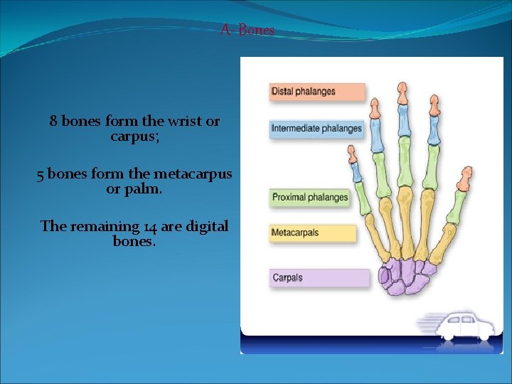 A- Bones 8 bones form the wrist or carpus; 5 bones form the metacarpus