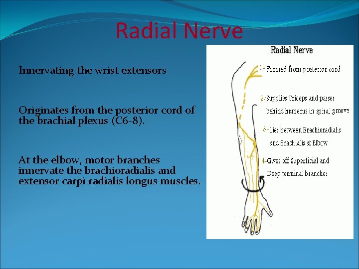 Radial Nerve Innervating the wrist extensors Originates from the posterior cord of the brachial