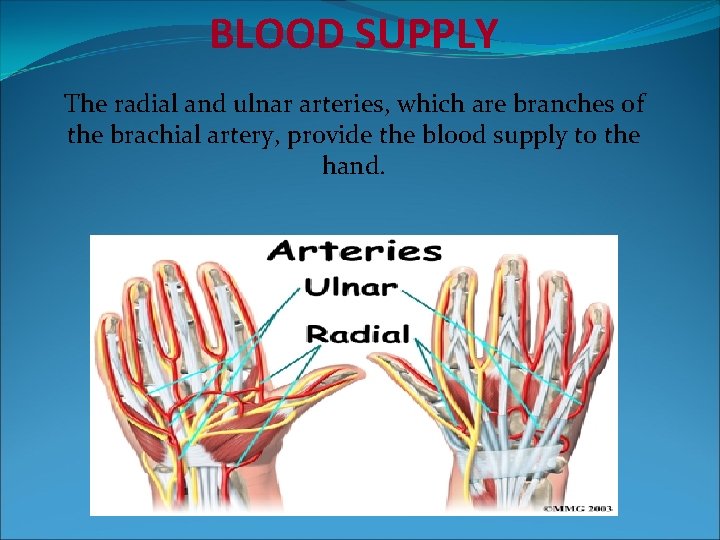 BLOOD SUPPLY The radial and ulnar arteries, which are branches of the brachial artery,