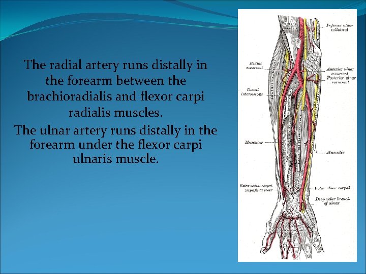 The radial artery runs distally in the forearm between the brachioradialis and flexor carpi