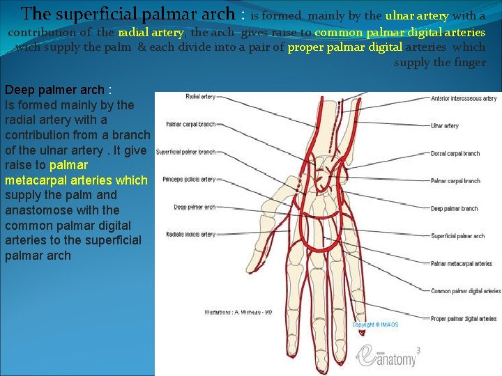 The superficial palmar arch : is formed mainly by the ulnar artery with a