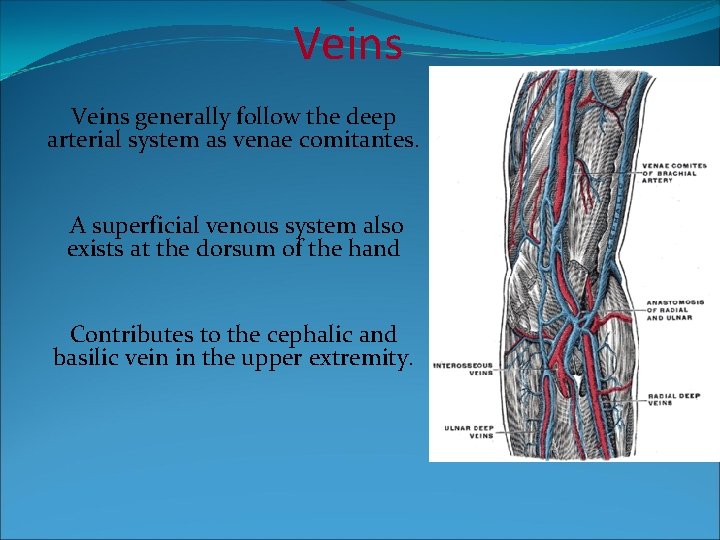 Veins generally follow the deep arterial system as venae comitantes. A superficial venous system