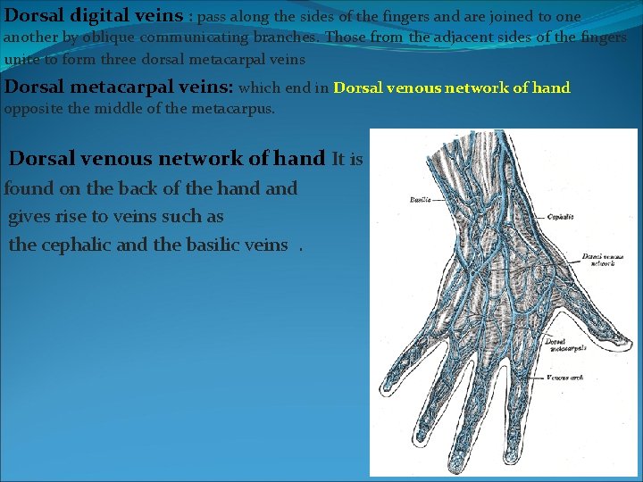 Dorsal digital veins : pass along the sides of the fingers and are joined