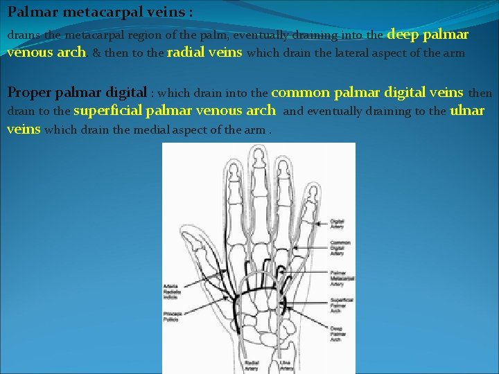 Palmar metacarpal veins : drains the metacarpal region of the palm, eventually draining into