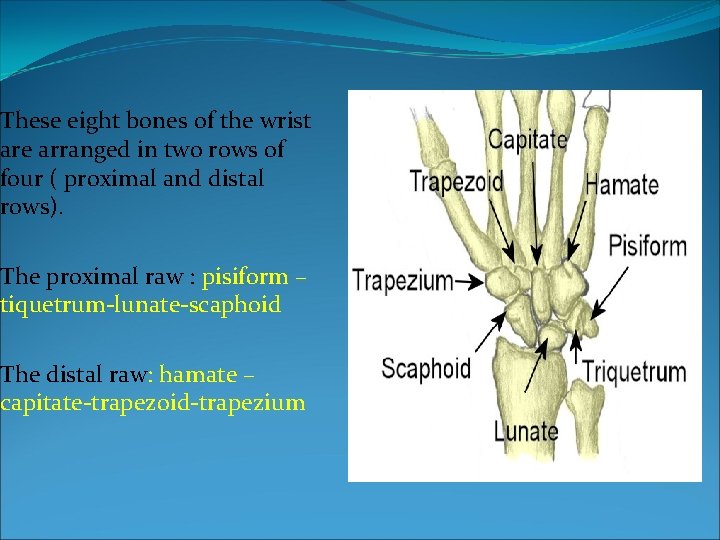 These eight bones of the wrist are arranged in two rows of four (