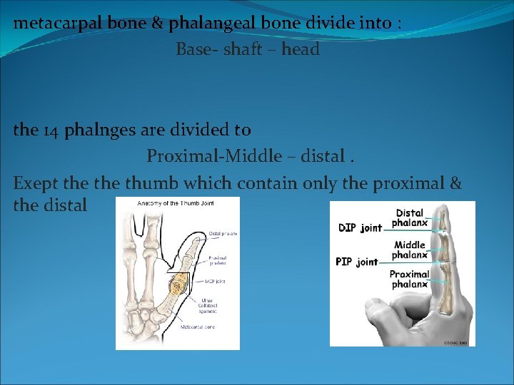 metacarpal bone & phalangeal bone divide into : Base- shaft – head the 14