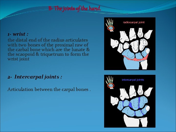 B- The joints of the hand. 1 - wrist : the distal end of