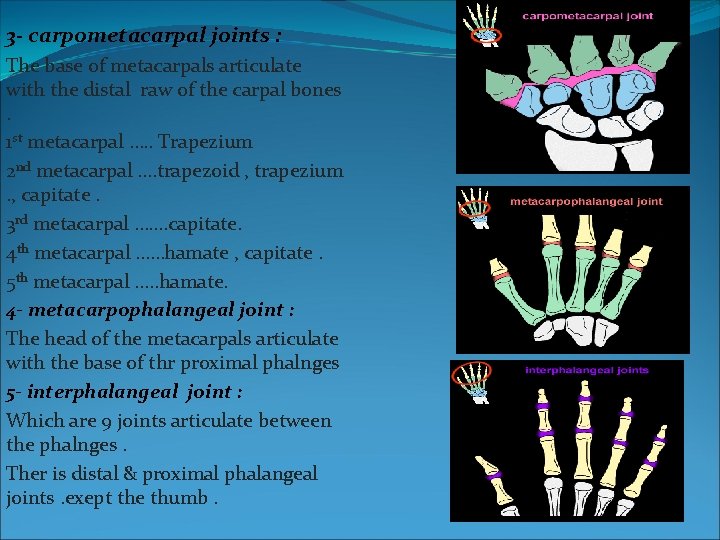 3 - carpometacarpal joints : The base of metacarpals articulate with the distal raw