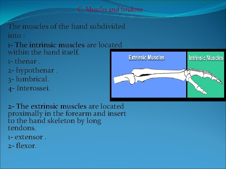 C- Muscles and tendons The muscles of the hand subdivided into : 1 -