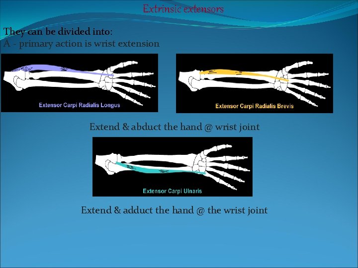 Extrinsic extensors They can be divided into: A - primary action is wrist extension