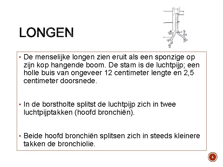  • De menselijke longen zien eruit als een sponzige op zijn kop hangende