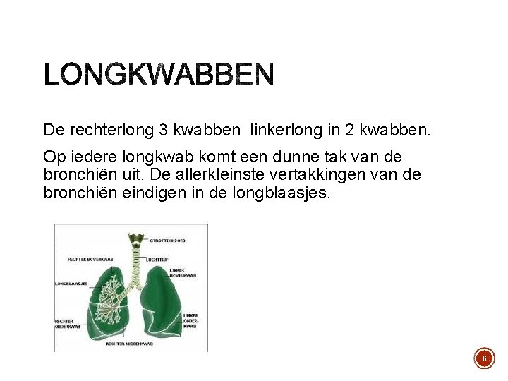 De rechterlong 3 kwabben linkerlong in 2 kwabben. Op iedere longkwab komt een dunne