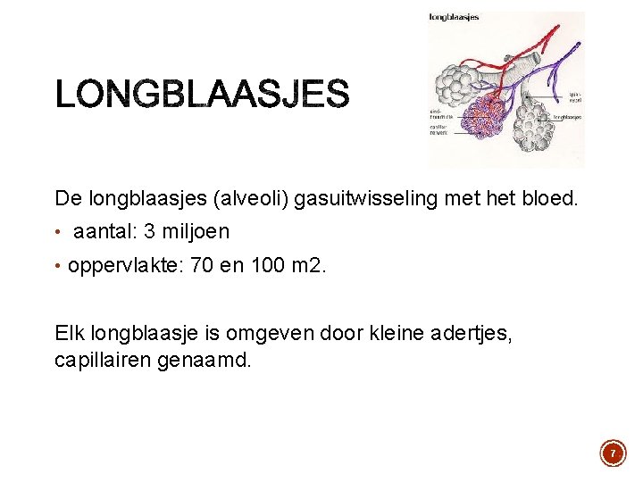 De longblaasjes (alveoli) gasuitwisseling met het bloed. • aantal: 3 miljoen • oppervlakte: 70