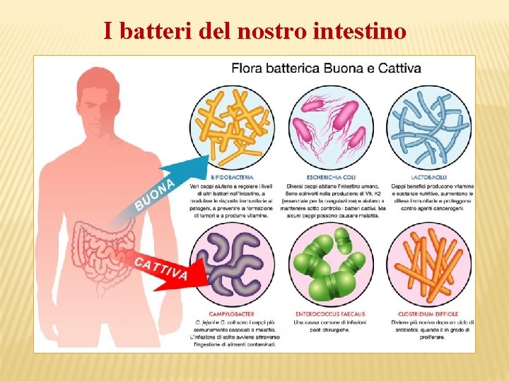 I batteri del nostro intestino 