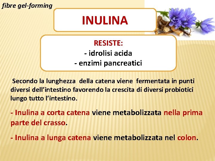 fibre gel-forming INULINA RESISTE: - idrolisi acida - enzimi pancreatici Secondo la lunghezza della