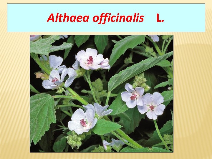 Althaea officinalis L. 