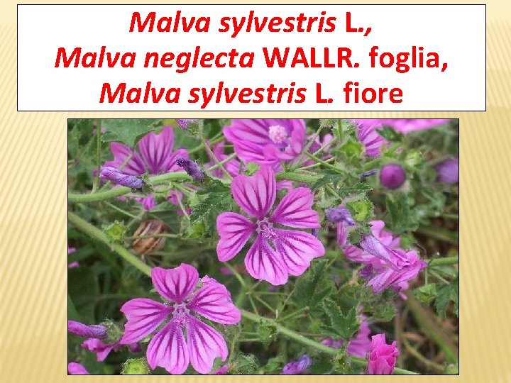Malva sylvestris L. , Malva neglecta WALLR. foglia, Malva sylvestris L. fiore 