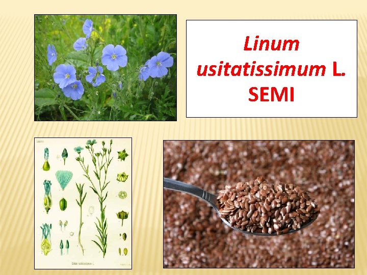Linum usitatissimum L. SEMI 