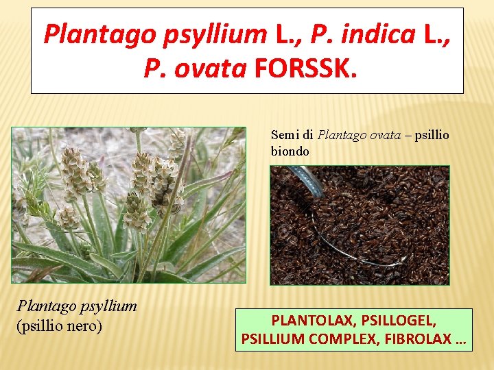 Plantago psyllium L. , P. indica L. , P. ovata FORSSK. Semi di Plantago