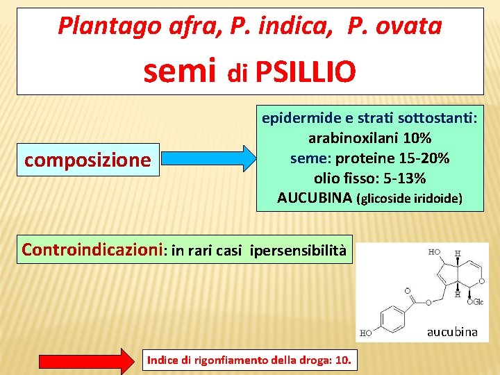 Plantago afra, P. indica, P. ovata semi di PSILLIO composizione epidermide e strati sottostanti: