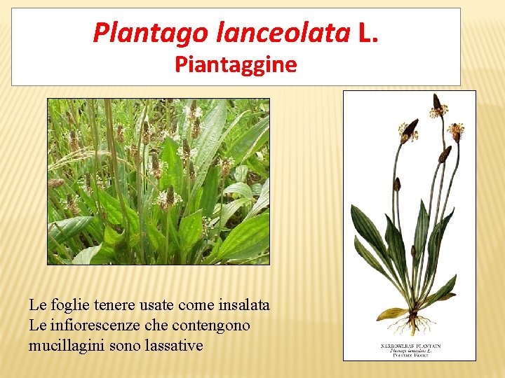 Plantago lanceolata L. Piantaggine Le foglie tenere usate come insalata Le infiorescenze che contengono