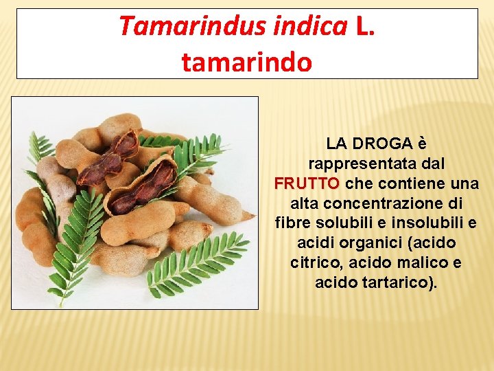 Tamarindus indica L. tamarindo LA DROGA è rappresentata dal FRUTTO che contiene una alta