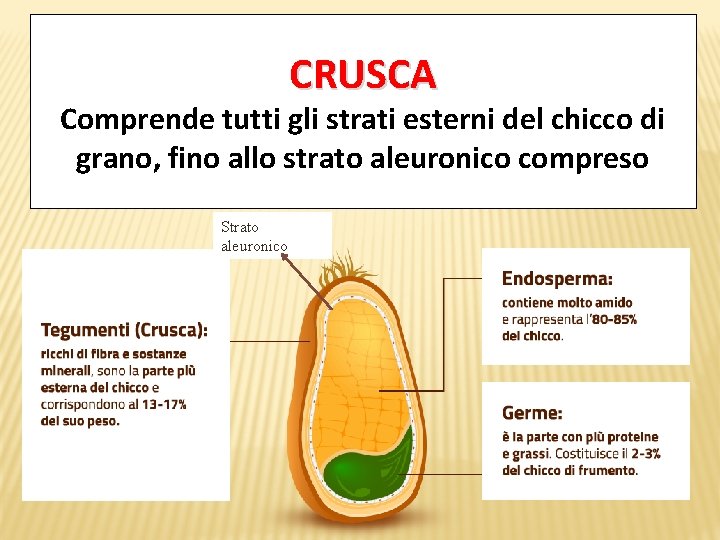 CRUSCA Comprende tutti gli strati esterni del chicco di grano, fino allo strato aleuronico