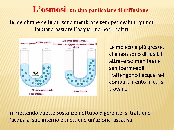 L’osmosi: un tipo particolare di diffusione le membrane cellulari sono membrane semipermeabili, quindi lasciano