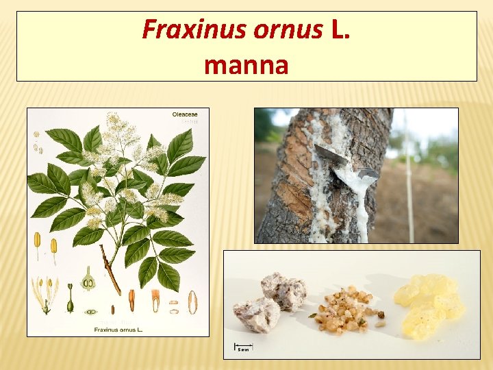 Fraxinus ornus L. manna 