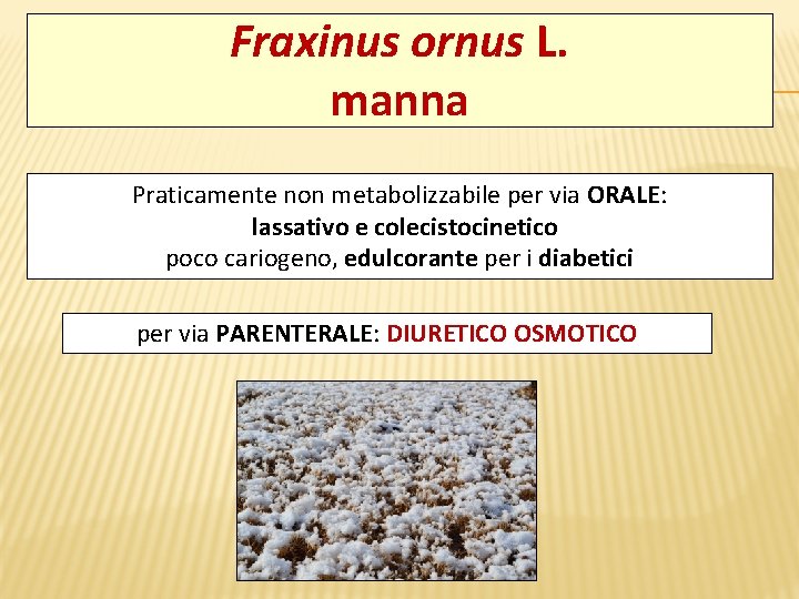 Fraxinus ornus L. manna Praticamente non metabolizzabile per via ORALE: lassativo e colecistocinetico poco